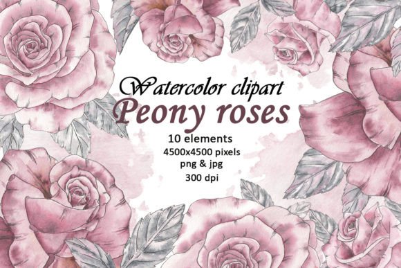 Watercolor Peony Flowers Vintage Clipart for Modern Branding